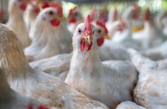 Move Over, H5N1—Another Bird Flu Strain Has Arrived in the U.S.